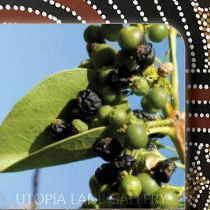 Buschpflaume (Ahakeye)