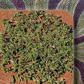 Lyaw (Grassamen)