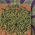 Lyaw (Grassamen)