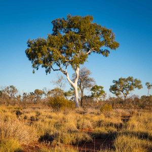 Bush Medicine by Joycie Morton Petyarre (SOLD)