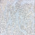 Bronwyn payne ngale dot painting