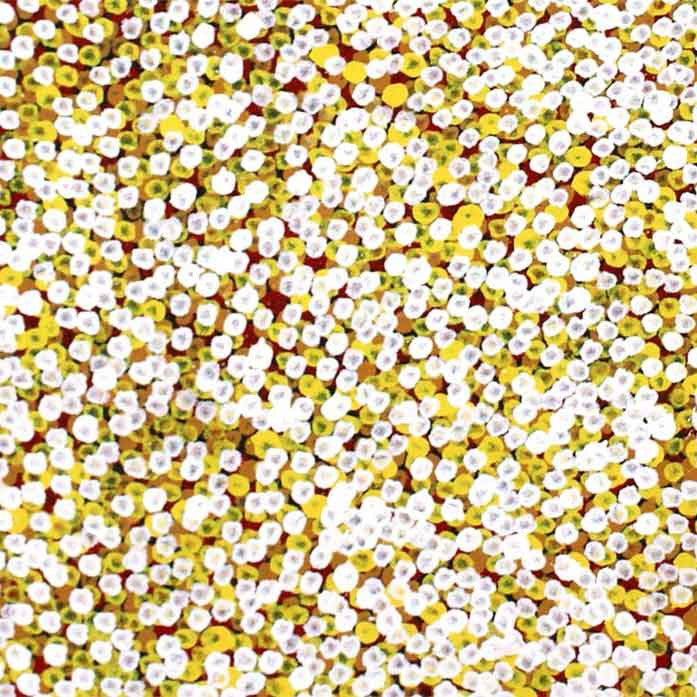 Anwekety (Conkerberry) by Polly Ngale, 90cm x 90cm. Aboriginal Painting. #AboriginalArt #UtopiaLane