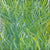 Grass Seed Dreaming von Barbara Weir (VERKAUFT)