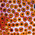 Soakage by Lena Pwerle (SOLD)