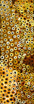 Soakage by Lena Pwerle by Lena Pwerle, 180cm x 60cm. Australian Aboriginal Art.