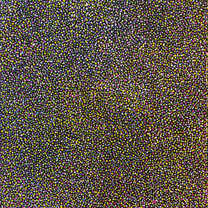 Pencil Yam Seed by Josie Kunoth Petyarre | STRETCHED (SOLD)