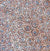 Ilyarnayt Flower by Audrey Morton Kngwarreye-by-Audrey Morton Kngwarrey-30cm x 30cm-at-Utopia-Lane-Gallery #AboriginalArt #Audrey Morton Kngwarrey