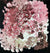 Anwekety (Conkerberry) by Polly Ngale (SOLD)
