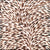 Leaves painting by Gloria Petyarre. Australian Aboriginal Art.