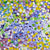 Anwekety (Conkerberry) by Polly Ngale. Australian Aboriginal Art.