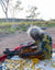 Anwekety (Conkerberry) by Polly Ngale (SOLD)