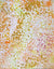 Anwekety (Conkerberry) by Polly Ngale (SOLD)